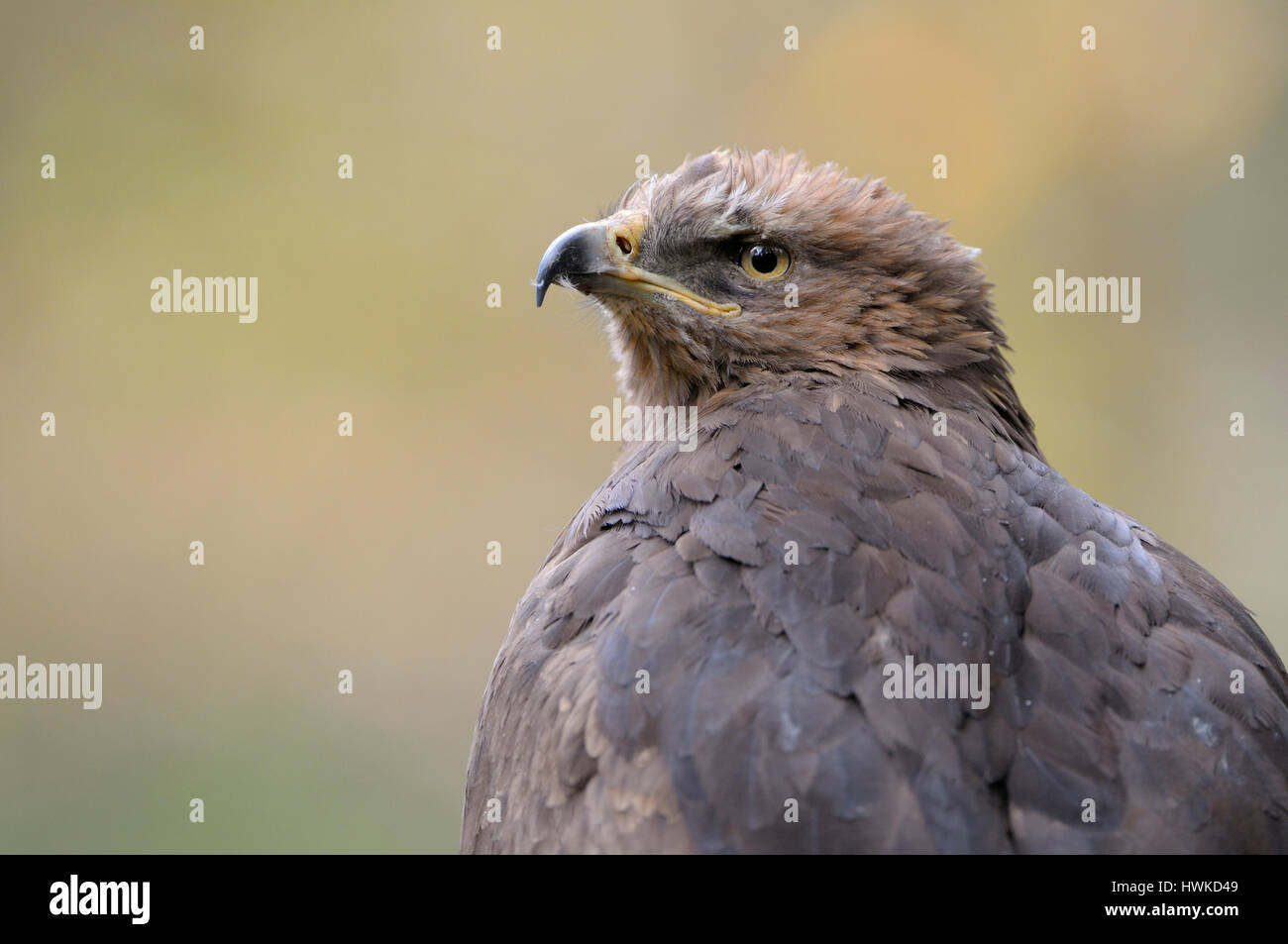 Lesser spotted eagle, portrait, captive, Bavarian Forest National Park, Germany, , Aquila pomarina, Stock Photo