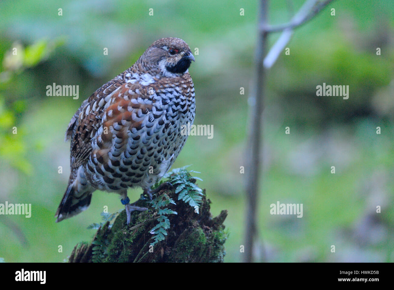 Hazel grouse, male, captive, october, Bavarian Forest National Park, Germany, , Bonasa bonasia, Stock Photo