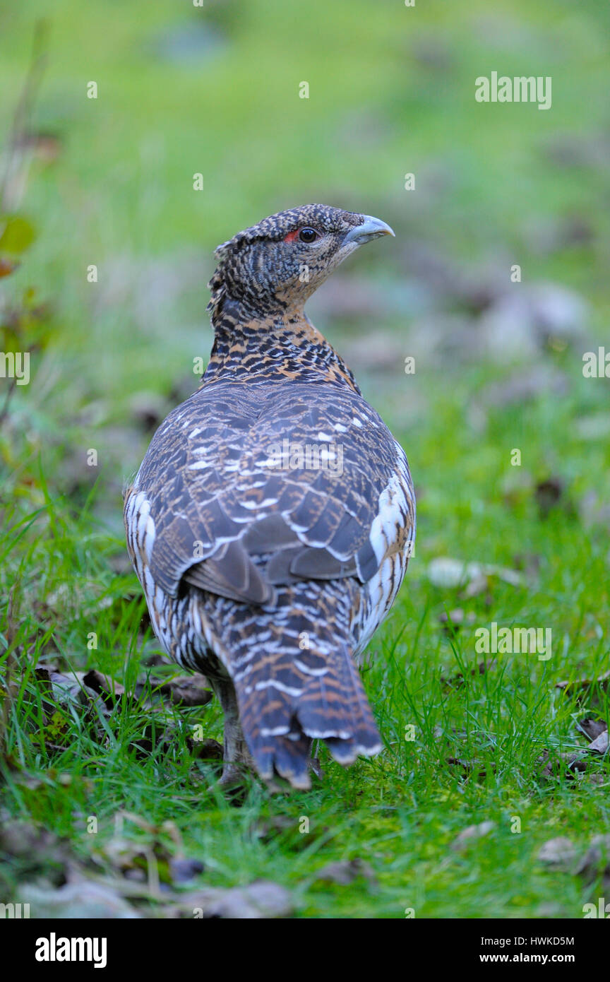 Western capercaillie, female, captive, october, Bavarian Forest National Park, Germany, , Tetrao urogallus, Stock Photo