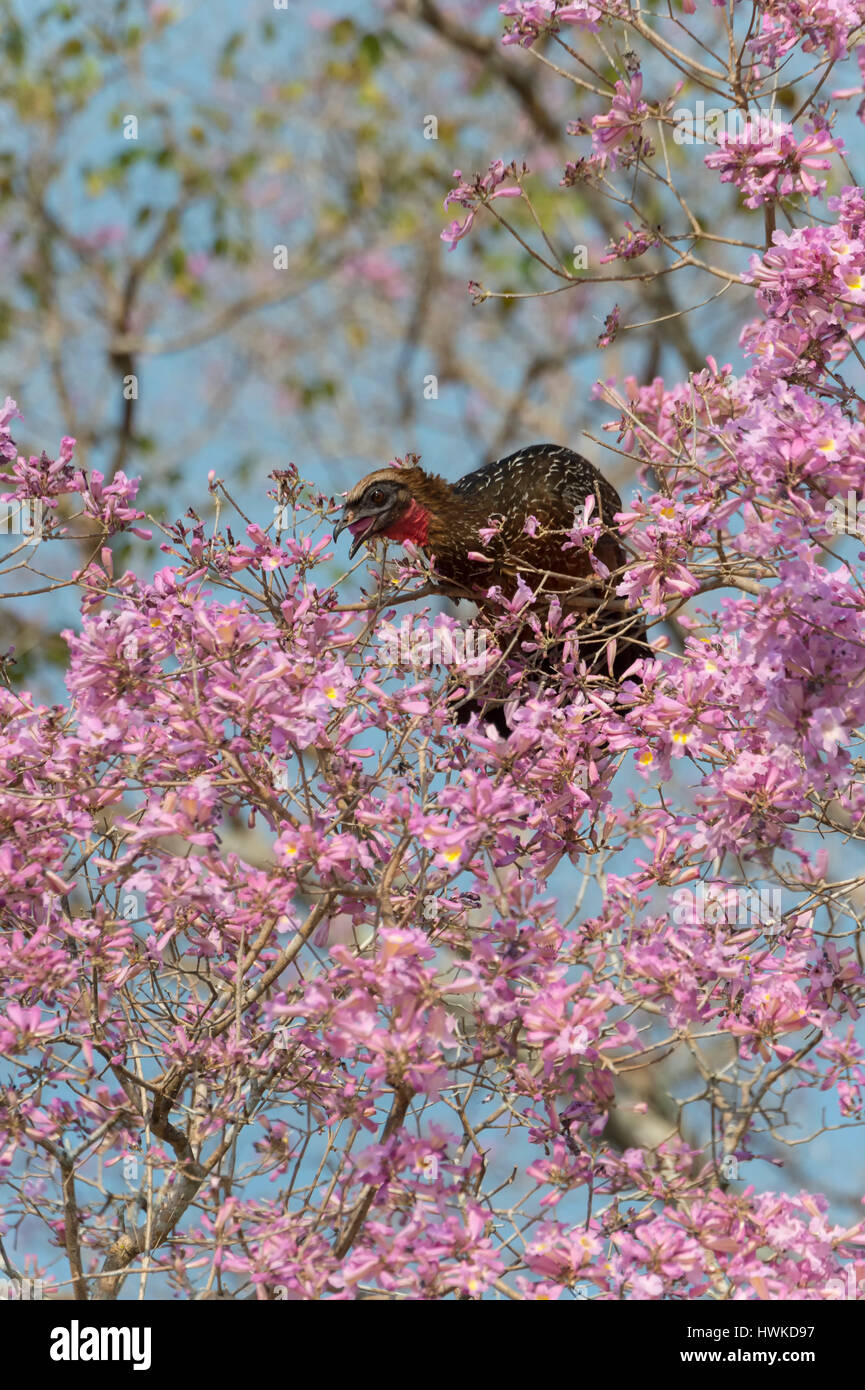 Chestnut-bellied Guan , Penelope ochrogaster, in a flowering pink Ipe tree, Pantanal, Mato Grosso, Brazil Stock Photo