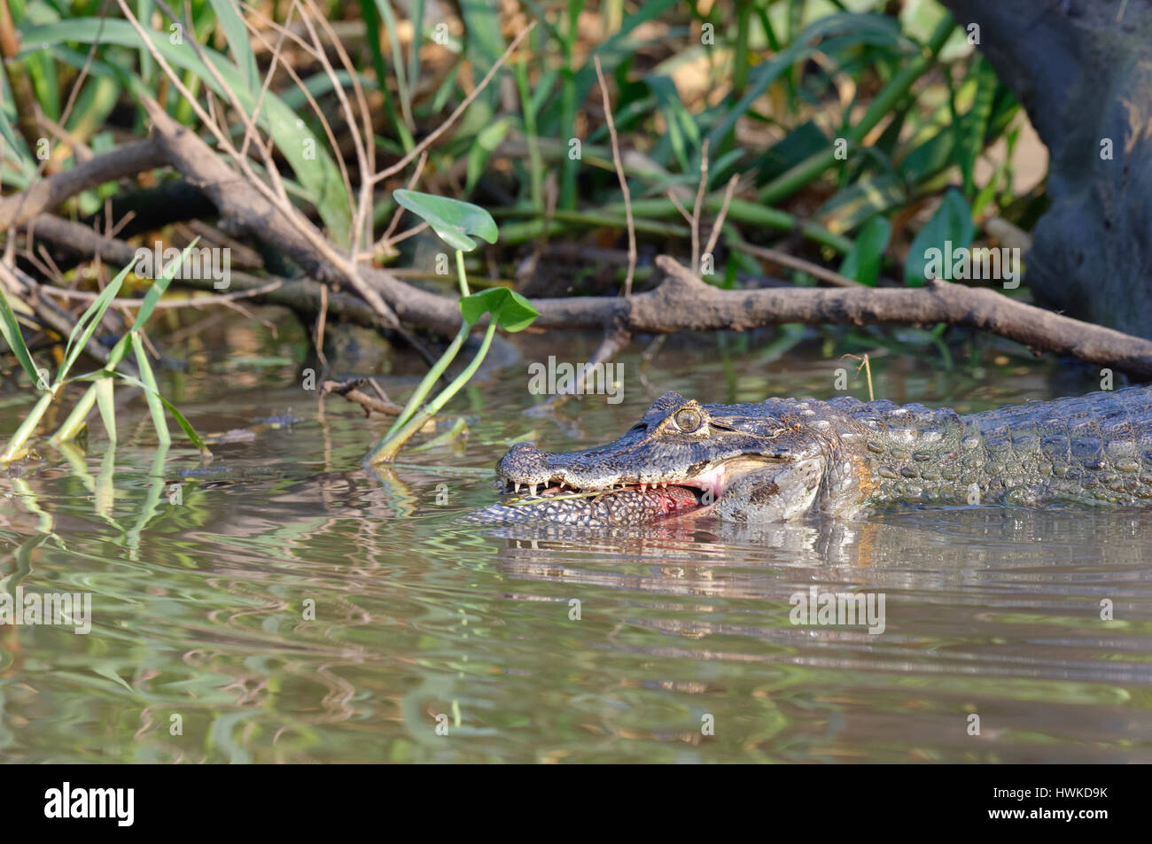 Yacare caiman , Caiman yacare, devouring a catfish, Cuiaba river, Pantanal, Mato Grosso, Brazil Stock Photo
