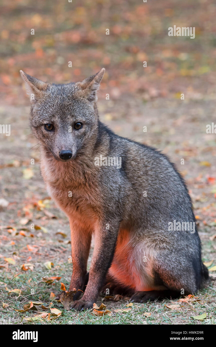 Crabeating Fox , Cerdocyon thous, Pantanal, Mato Grosso, Brazil Stock Photo Alamy