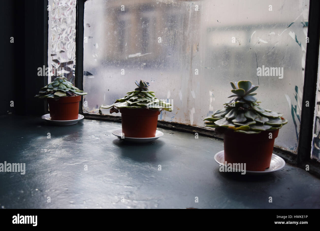 Three green flowers on the windowsill by the window Stock Photo - Alamy