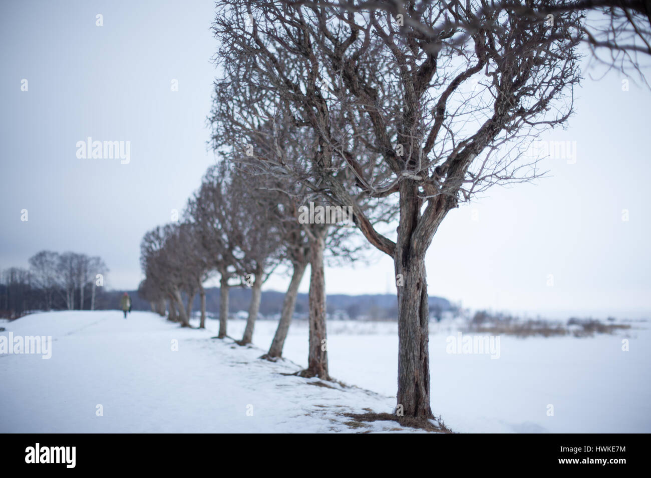 lonely trees on a winter landscape Stock Photo - Alamy
