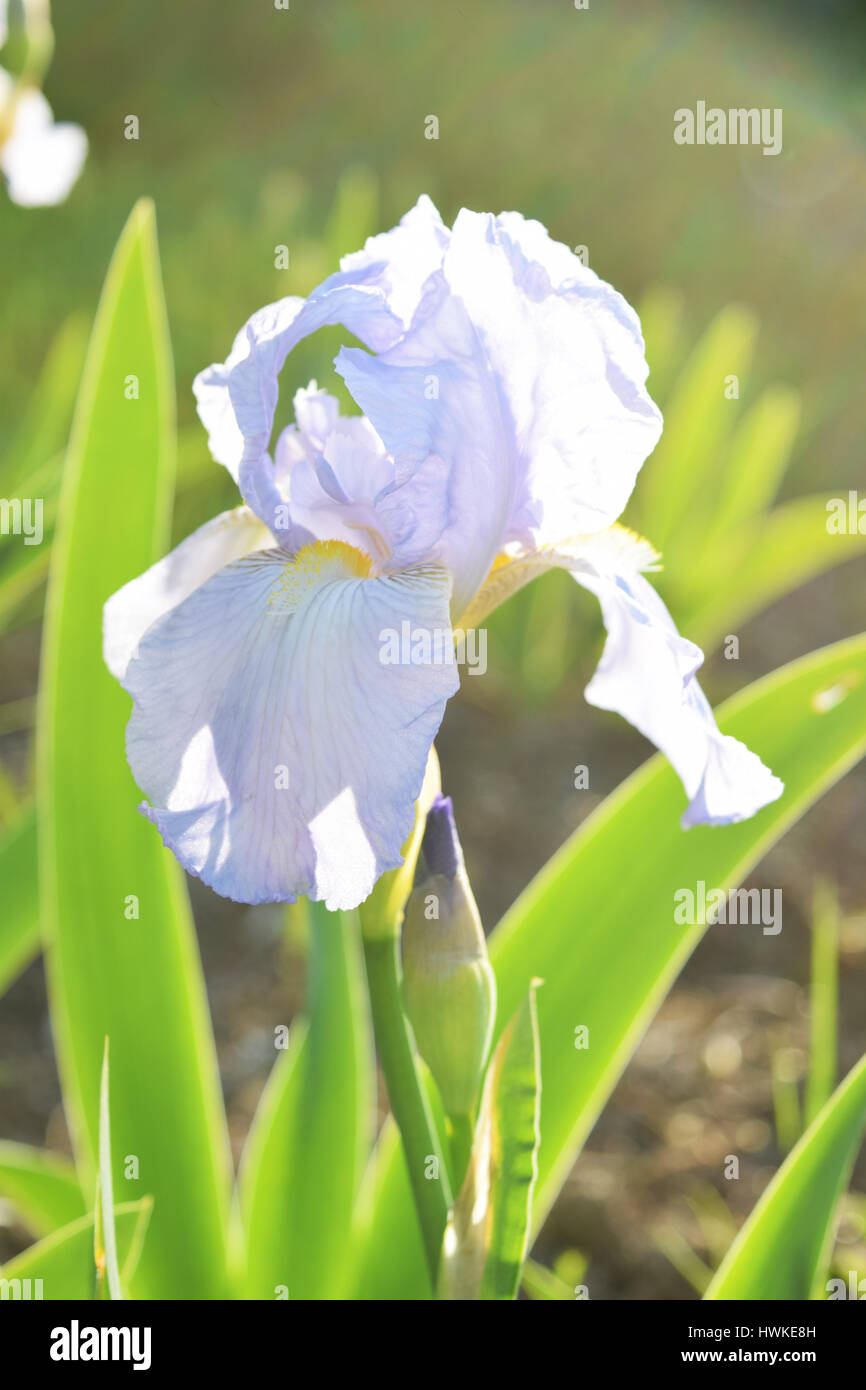Light purple iris flower, spring blossom Stock Photo