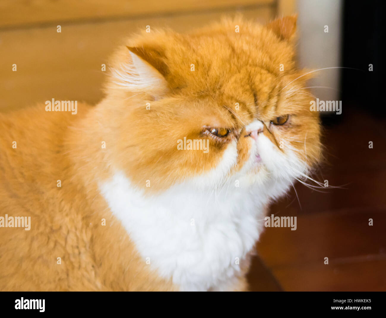 orange grumpy cat