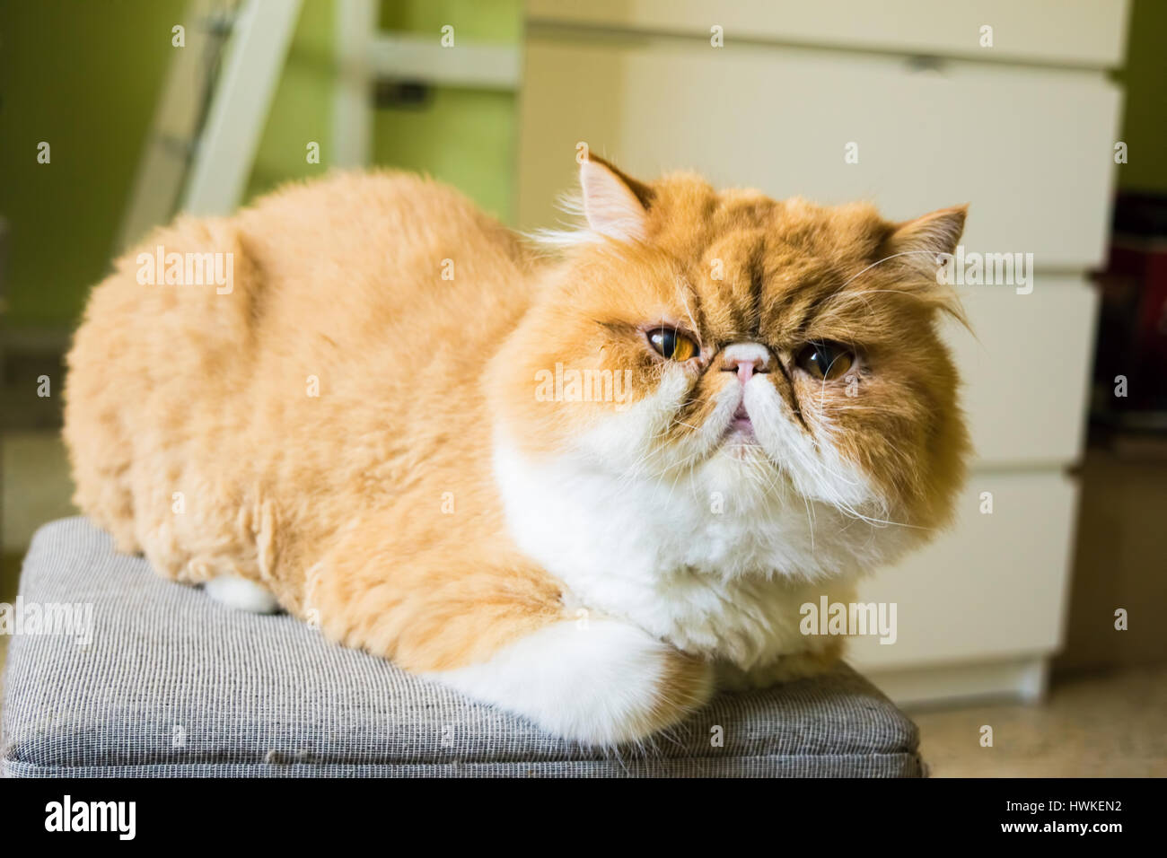 Ginger groomed persian cat, cut hair, grumpy cat Stock Photo - Alamy