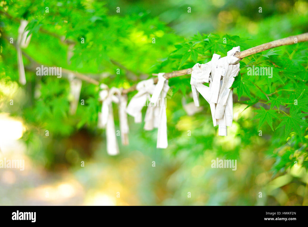 Omikuji, Japanese fortune, tied to a tree branch. Close-up and selective focus. Stock Photo