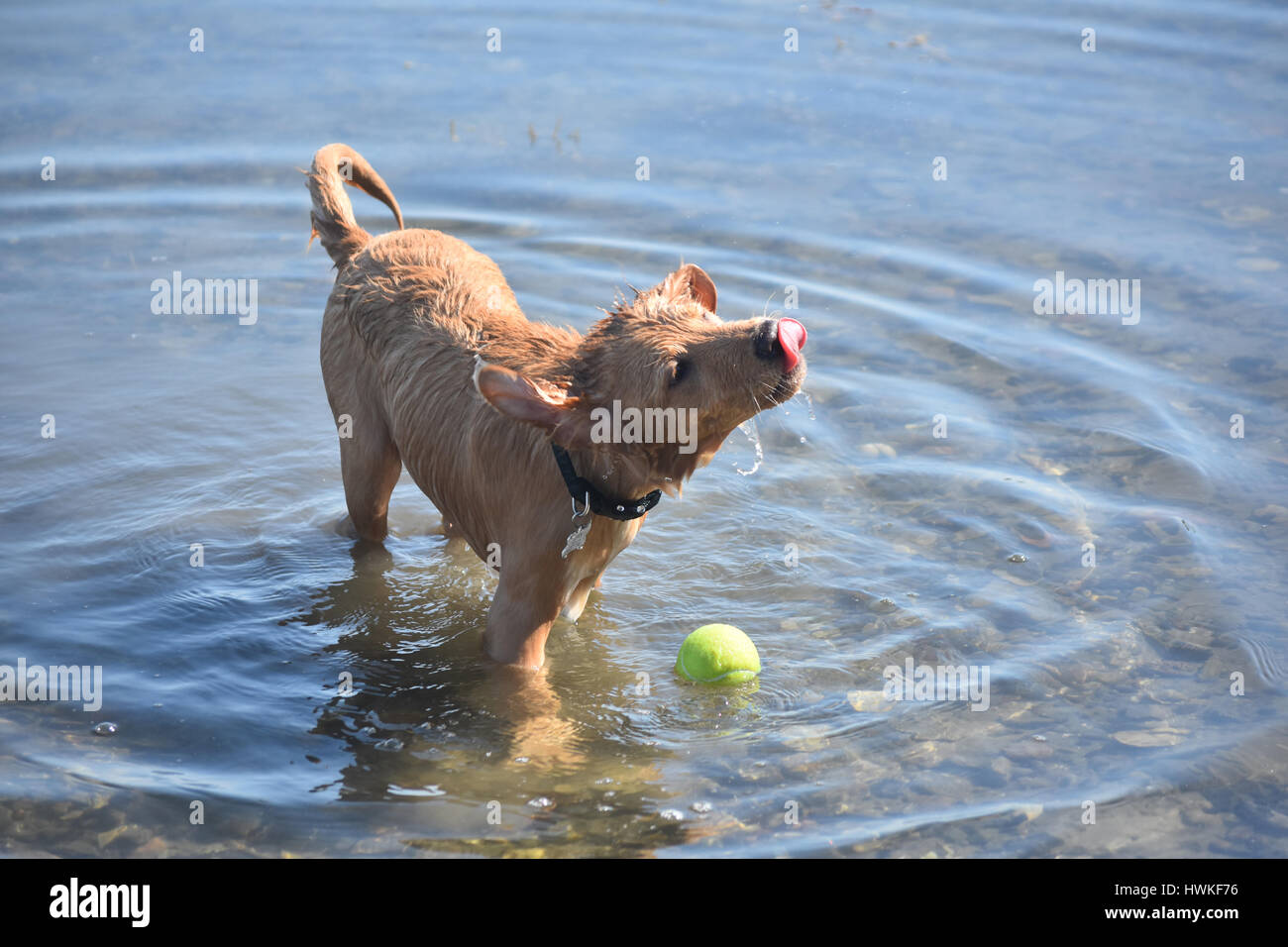 Adorable dripping wet toller puppy dog with a pink tongue standing in