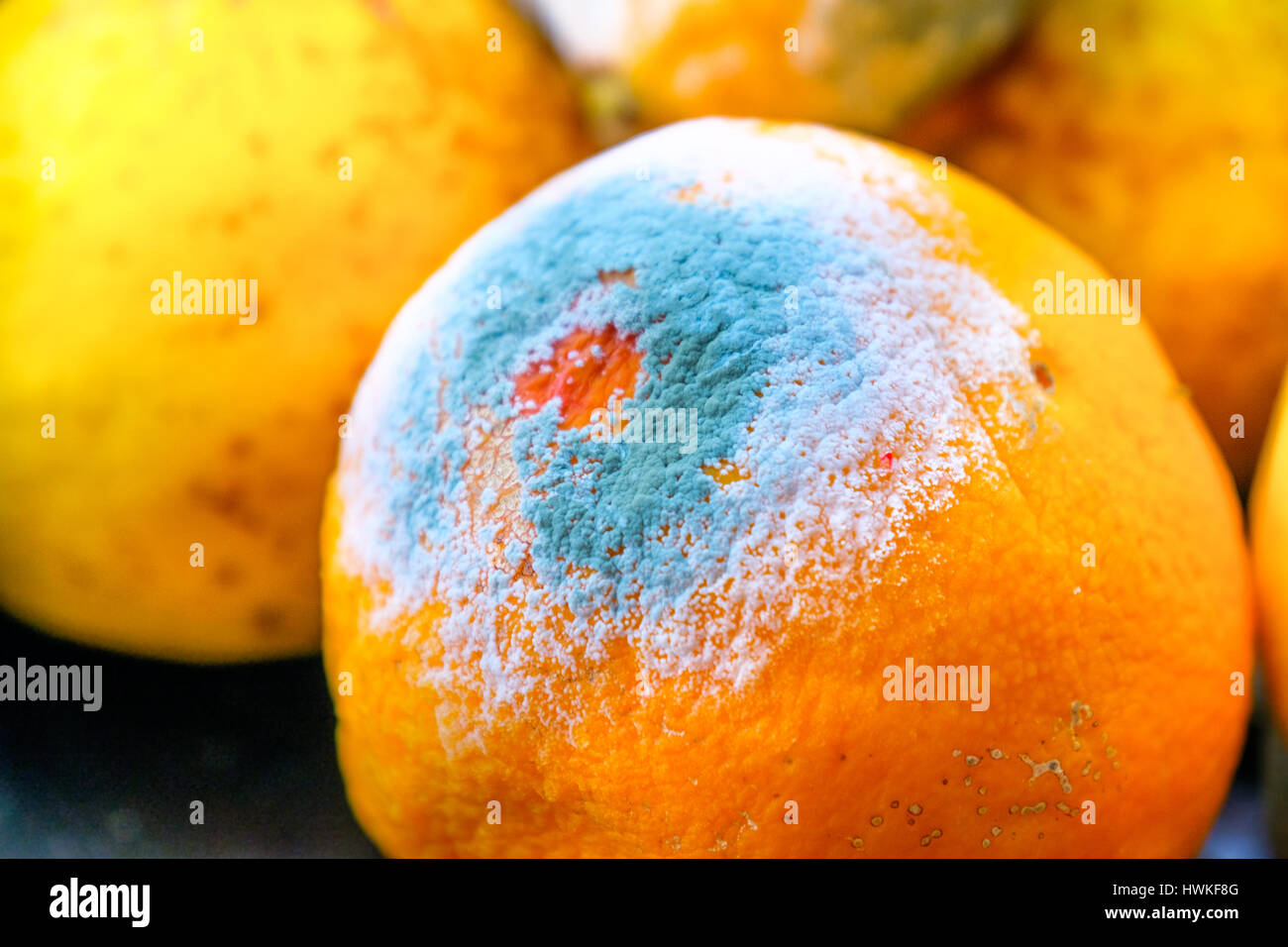 moldy orange citrus fruit mold Stock Photo