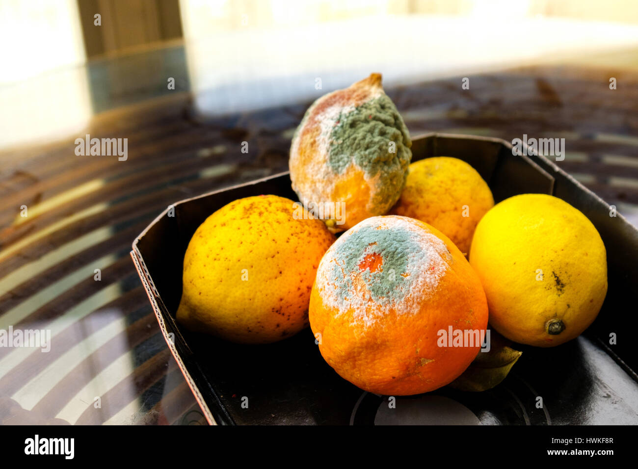 citrus fruits mold Stock Photo
