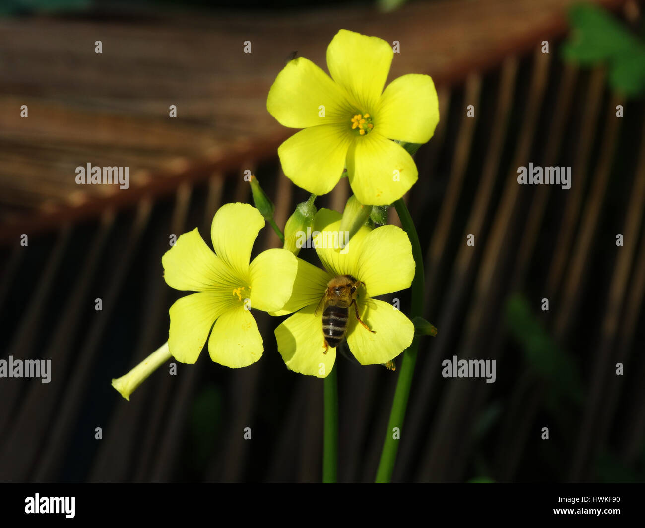 Bee getting pollen on the yellow flower sorrel, honey making Stock Photo