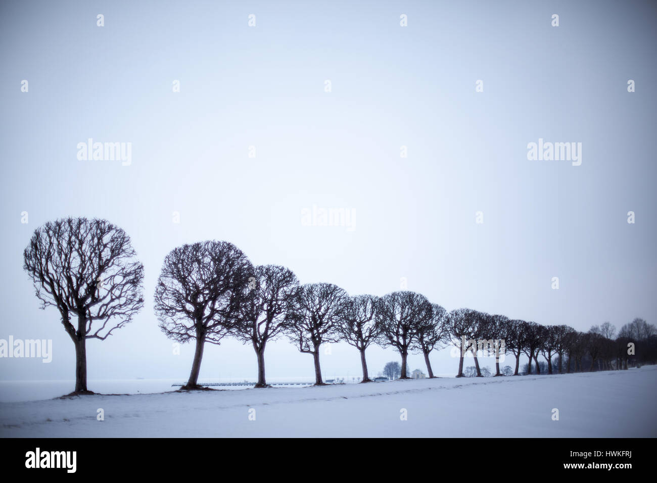 Black white row trees hi-res stock photography and images - Alamy