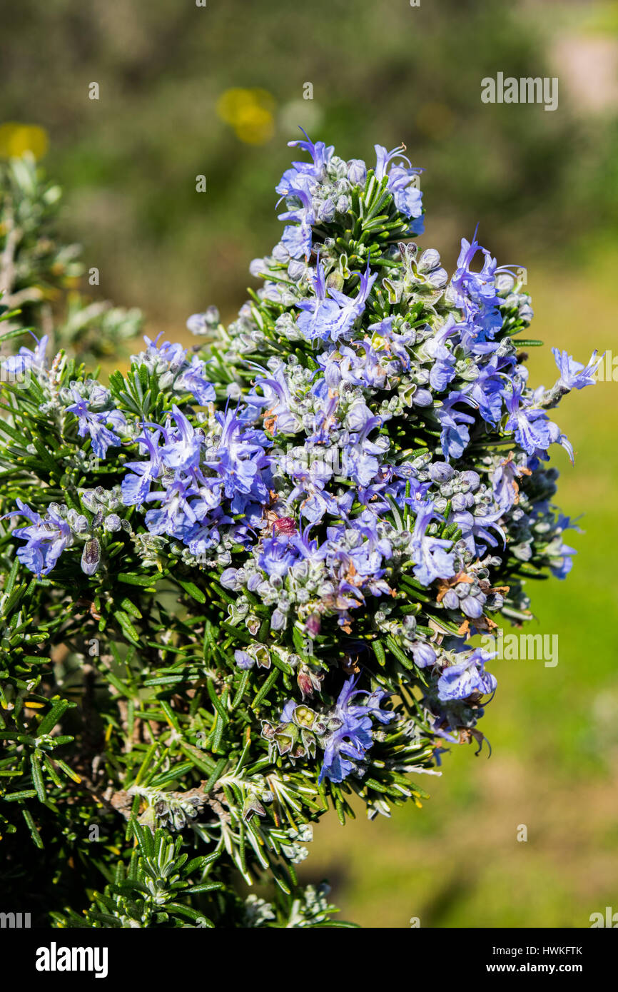 Rosemary flower hires stock photography and images Alamy