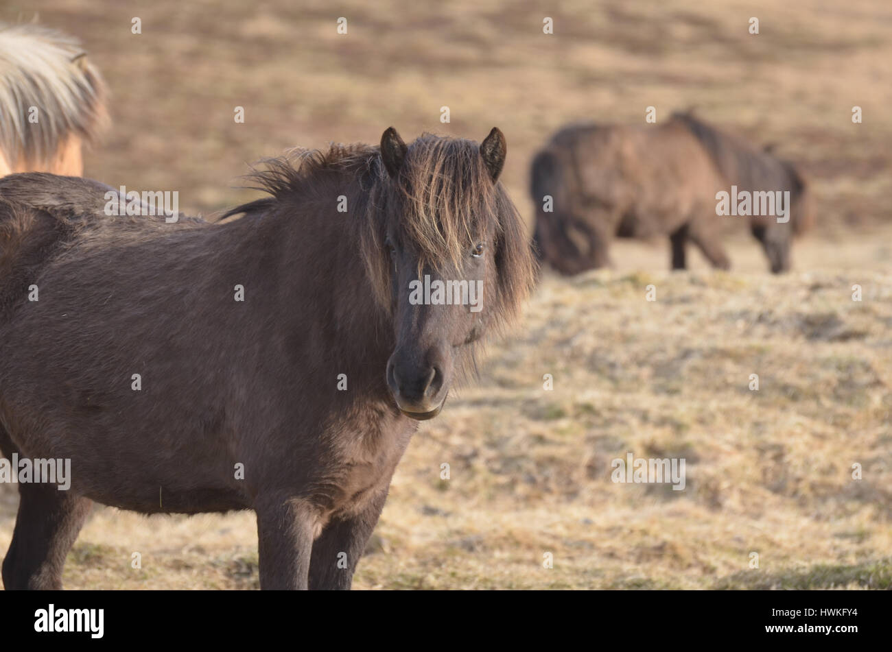 Beautiful Icelandic horse standing in a field on a horse farm in ...