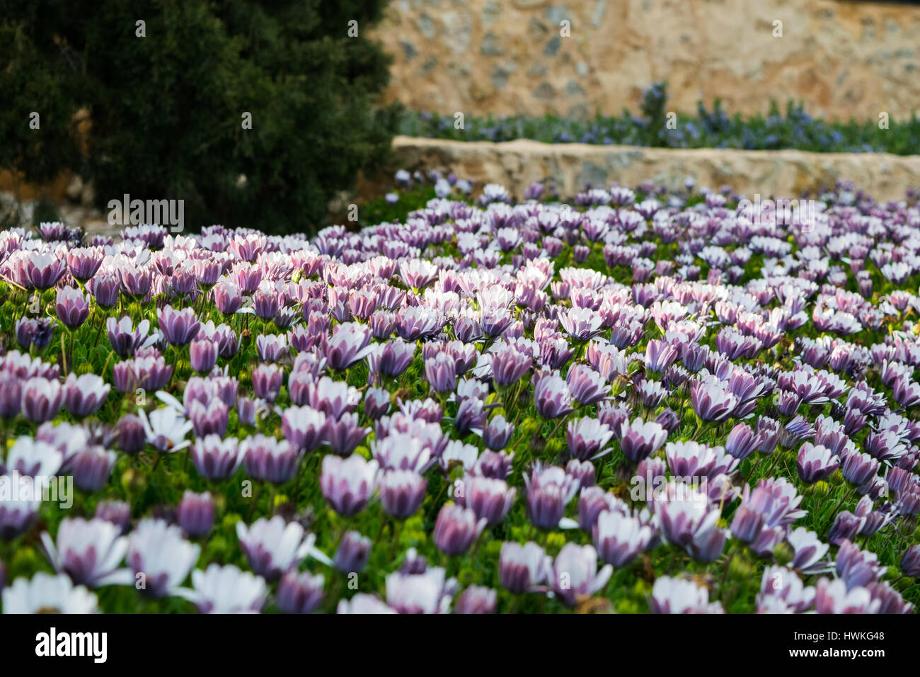 Pink buds field of Chrysanthemum plants, flowers before the sunset ...