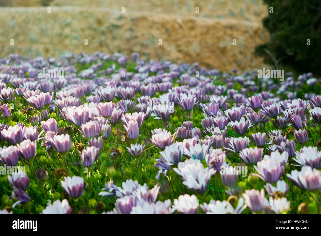 Pink buds field of Chrysanthemum plants, flowers before the sunset ...