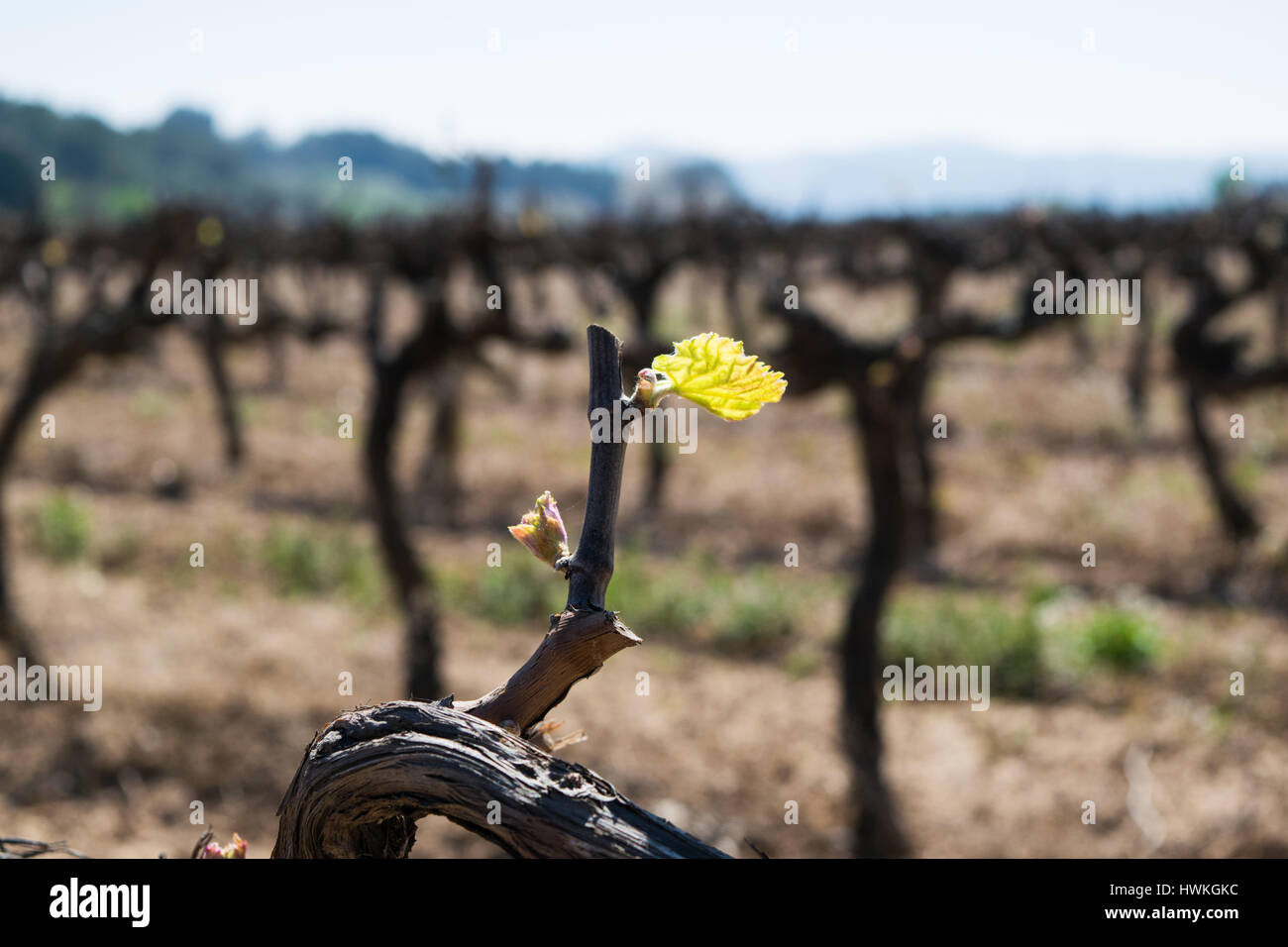 Early spring green shoot, new growth on mature grape vines, grape vine sprout Stock Photo