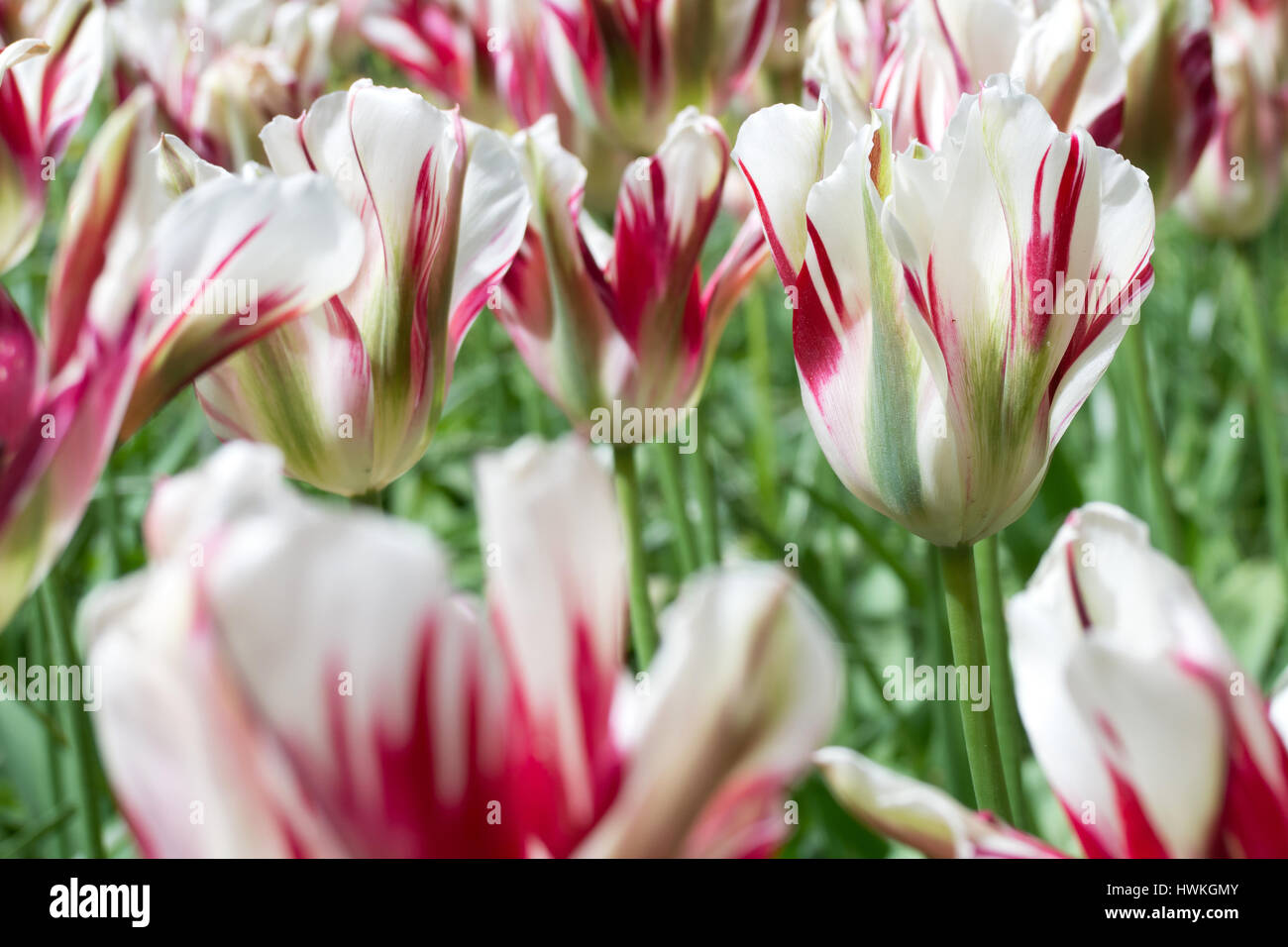 viridiflora tulip (variety 'Flaming Spring Green') Stock Photo