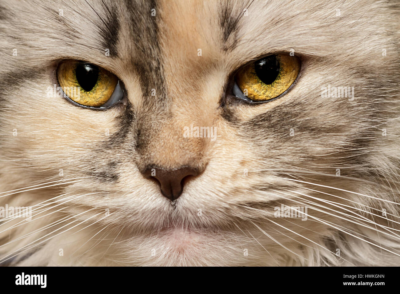Cat three-color close-up Stock Photo