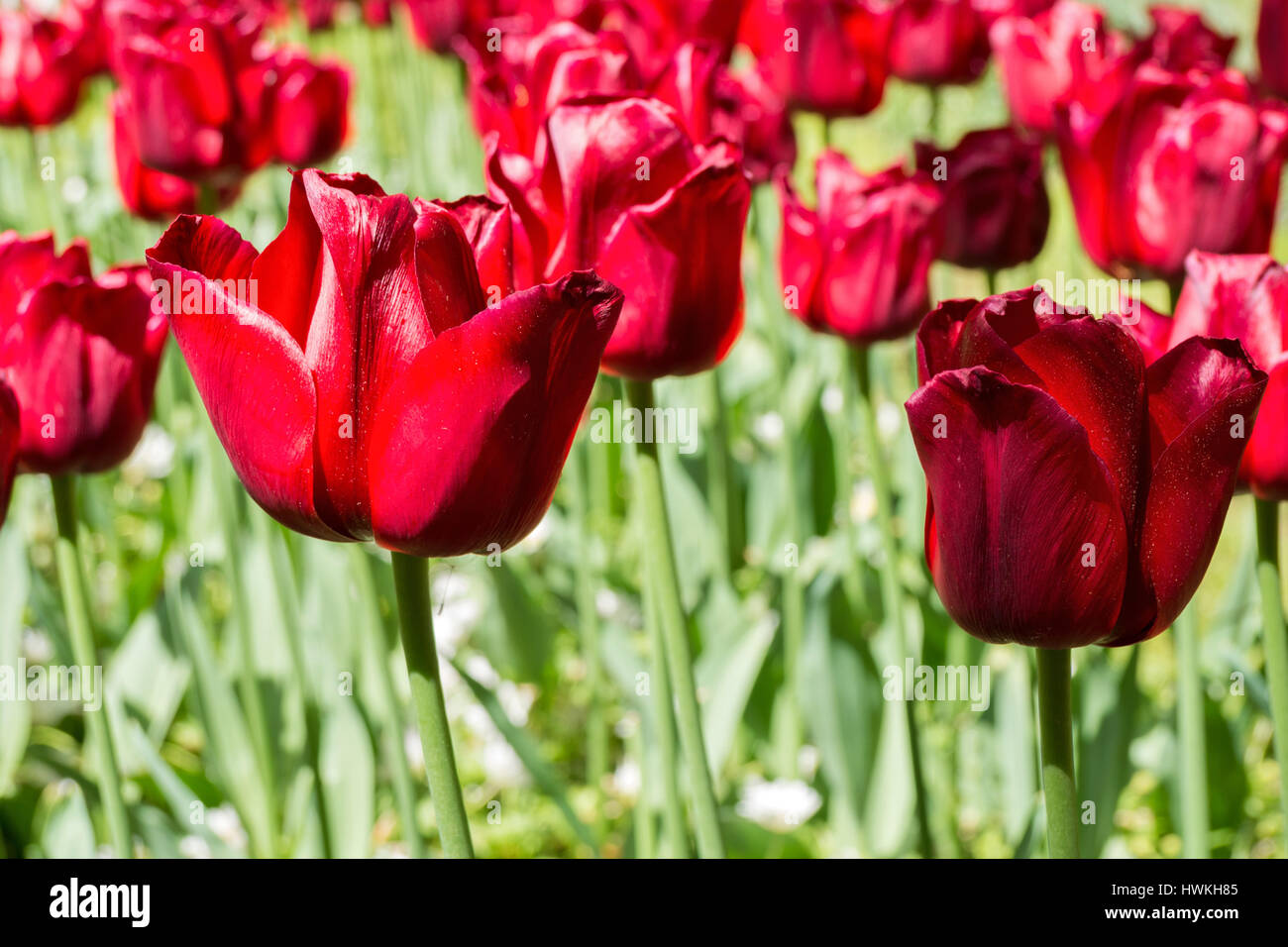 triumph tulip (variety 'Ile de France' Stock Photo Alamy