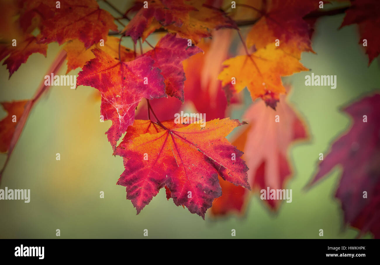 Stunning red maple hi-res stock photography and images - Alamy