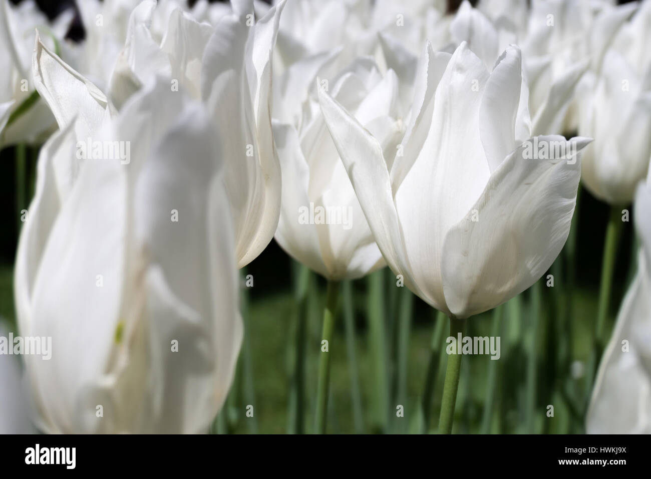 lily flowered tulip (variety 'White Triumphator') Stock Photo