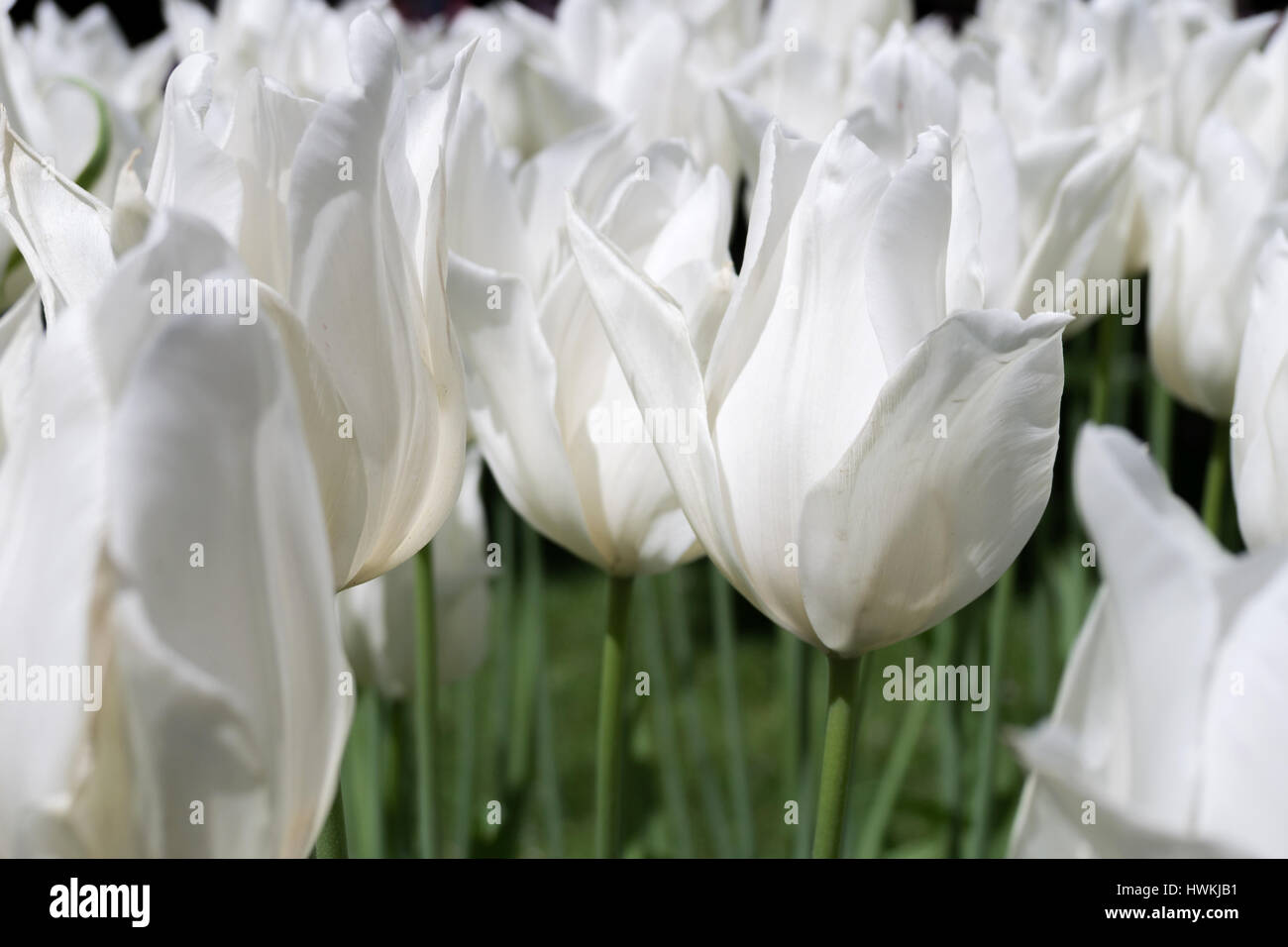 lily flowered tulip (variety 'White Triumphator') Stock Photo