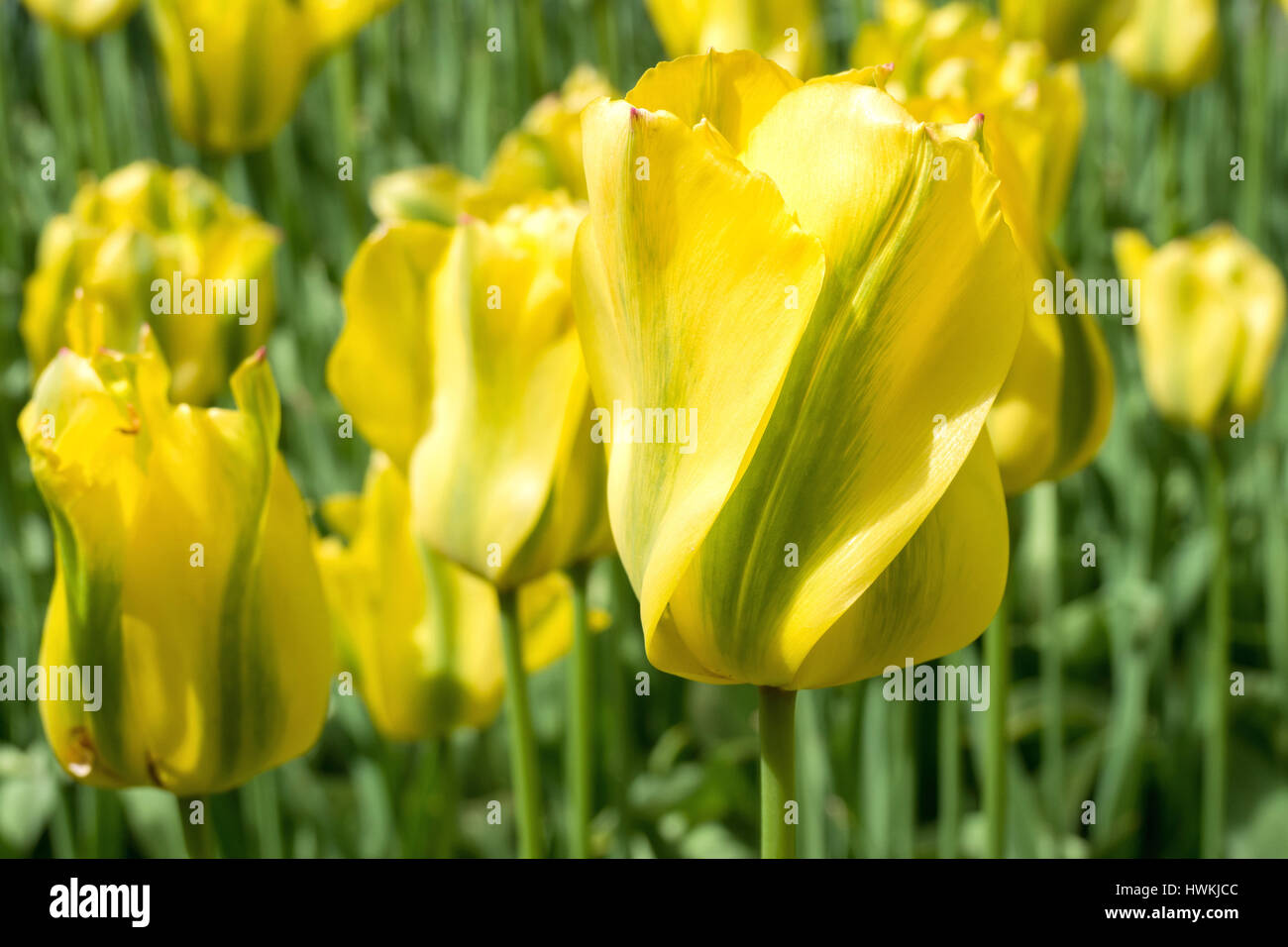 viridiflora tulip (variety 'Yellow Spring Green') Stock Photo