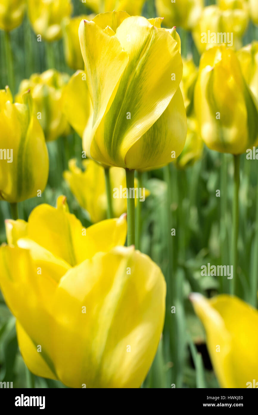 viridiflora tulip (variety 'Yellow Spring Green') Stock Photo