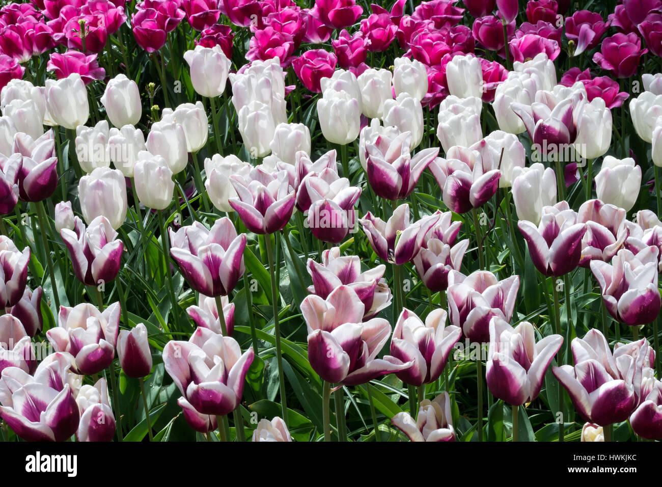 colorful tulips in the Netherlands Stock Photo - Alamy
