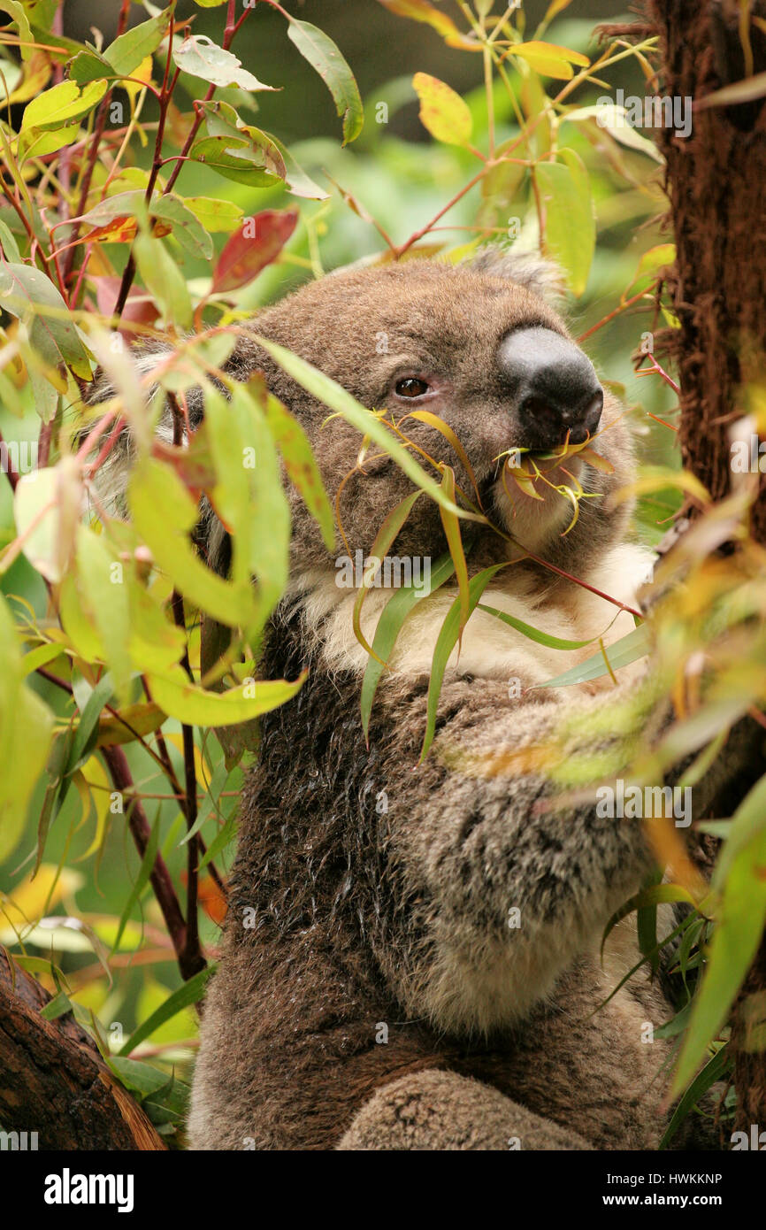 Koala in a gum tree eating fresh green leaves, Victoria forest, Australia Stock Photo Alamy