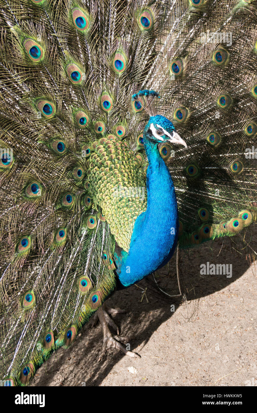Male indian peacock hi-res stock photography and images - Alamy