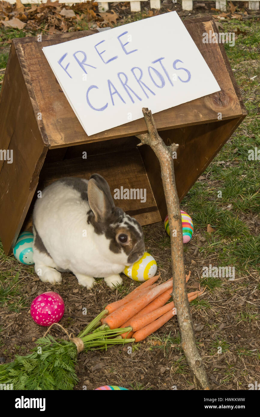 Catching the Easter Bunny Stock Photo Alamy