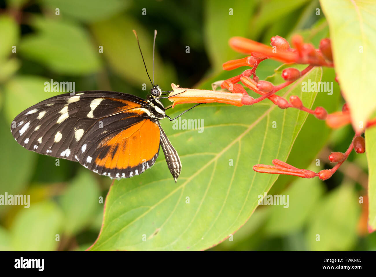 Heliconius hecale butterfly Stock Photo