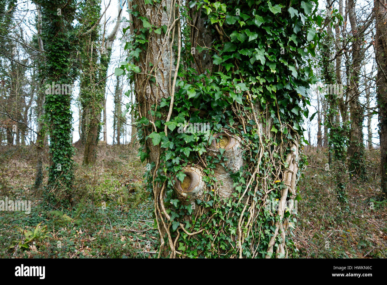 English Ivy, Hedera Helix, growing on trees in a woodland in england, uk. Stock Photo