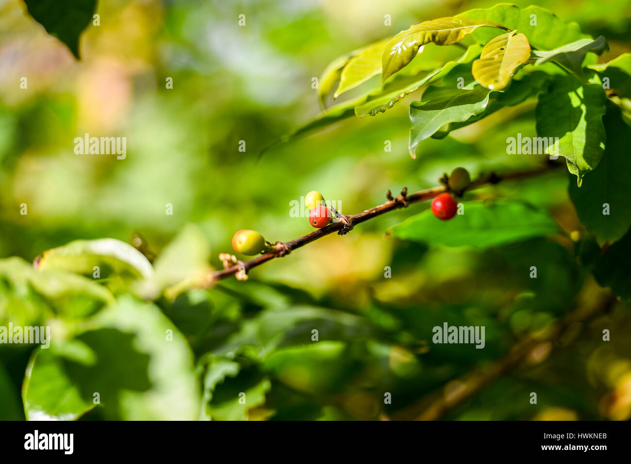 Red coffee beans still on the tree in ripe process, to pick them up is very tedious process it has to be picked one by one. Stock Photo
