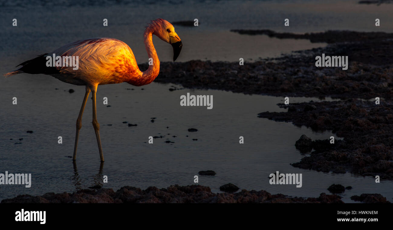 An Andean Flamingo in the lagoon of Salar de Atacama , Chile. Stock Photo