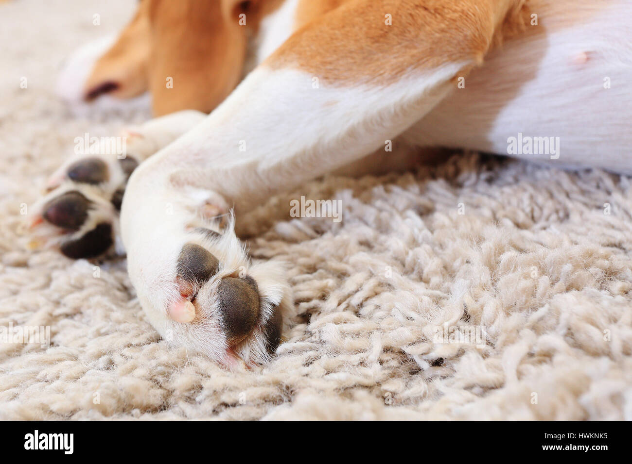 Paws of lazy dog close-up. White dog paws on defocused laying dog background. Closeup of paws on white fluffy carpet background. Stock Photo