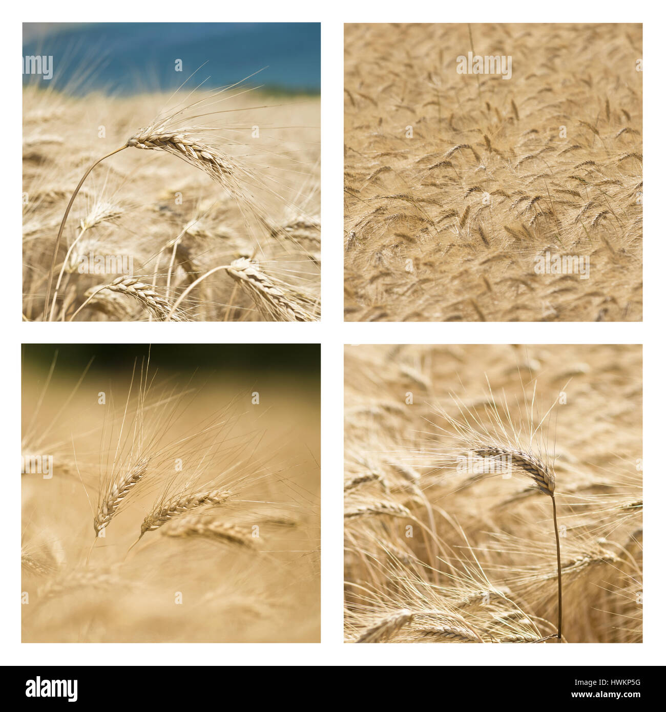 Collage of ears of wheat in a cornfield in Conero Riviera Stock Photo