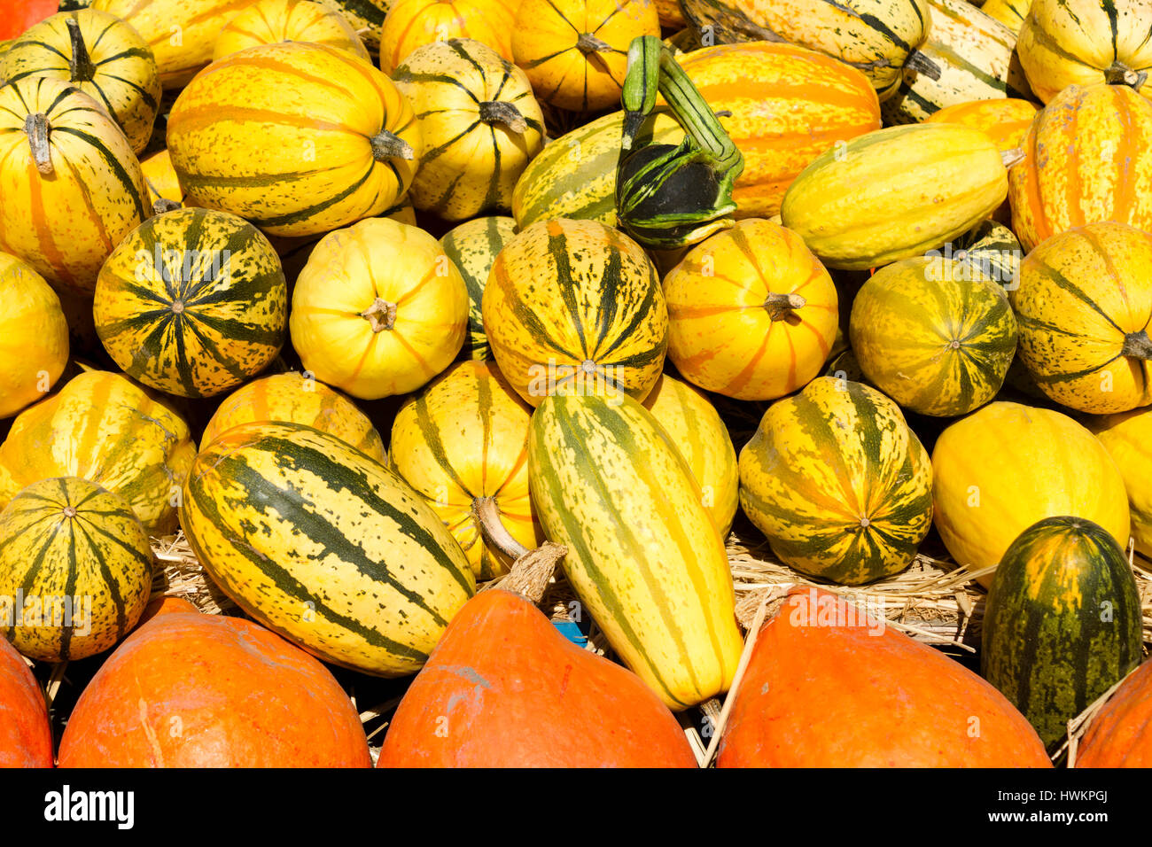 Arrangement of winter squash at an organic farm in Keremeos, British
