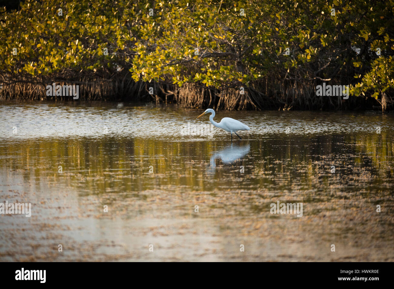 A snowy egret hunts for his dinner at the Merritt Island National