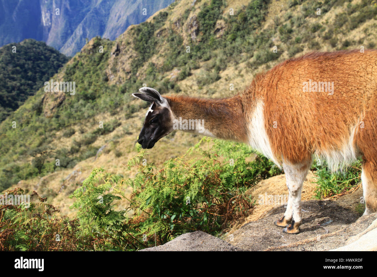 Llama on the Inca Trail in Peru Stock Photo