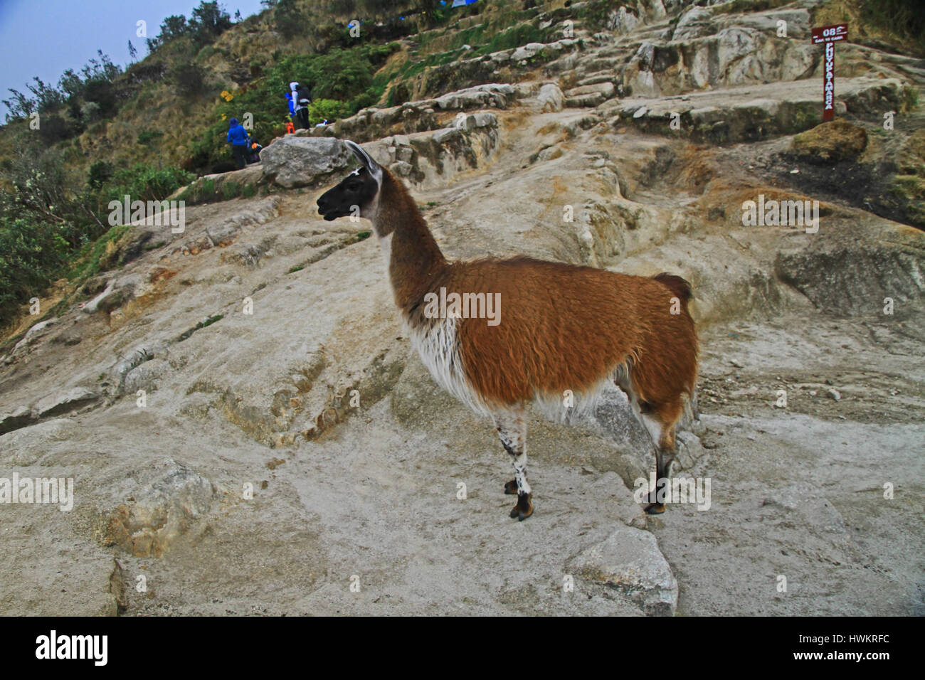 Llama on the Inca Trail in Peru Stock Photo