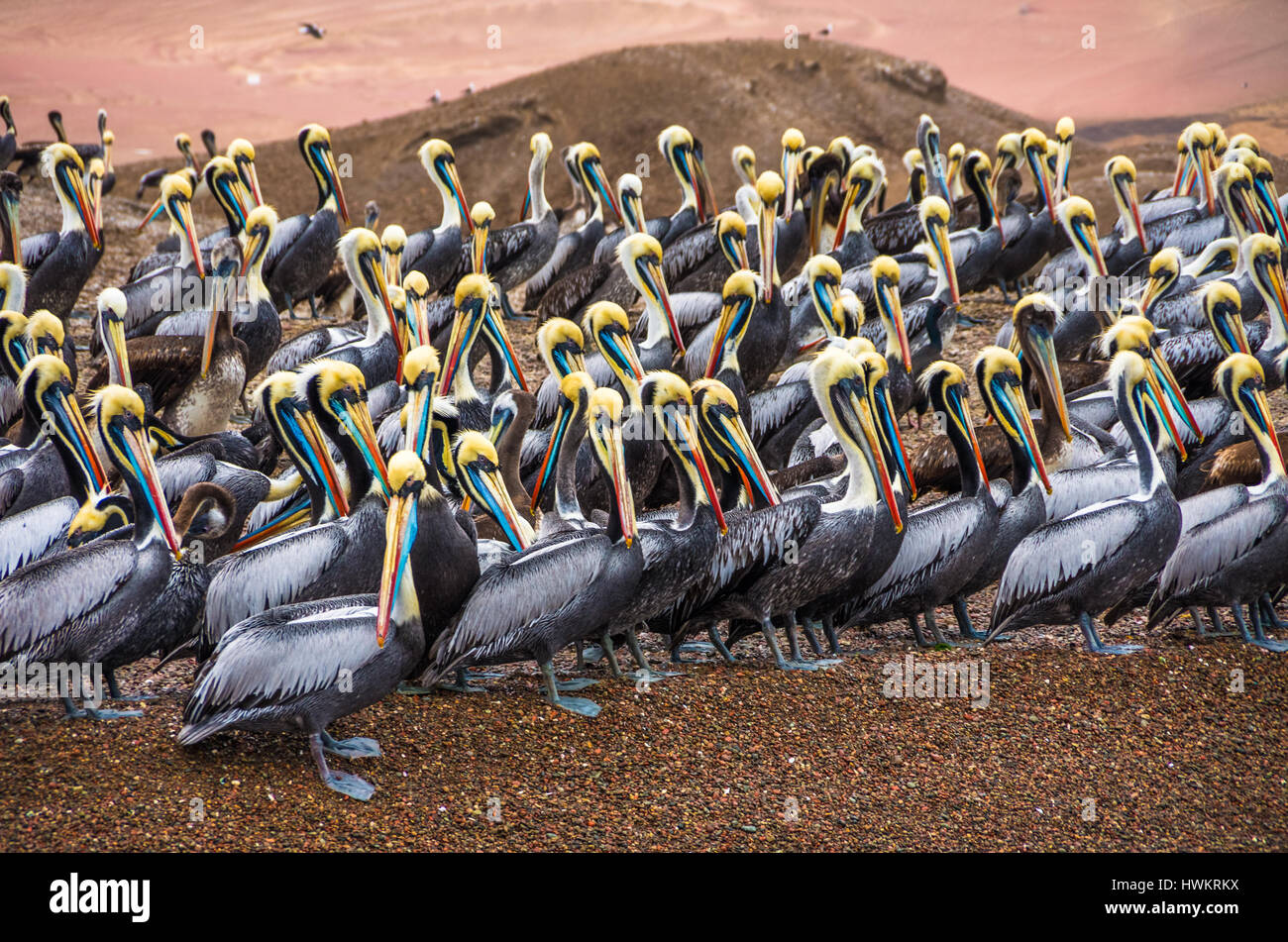 Wildlife peru hi-res stock photography and images - Alamy