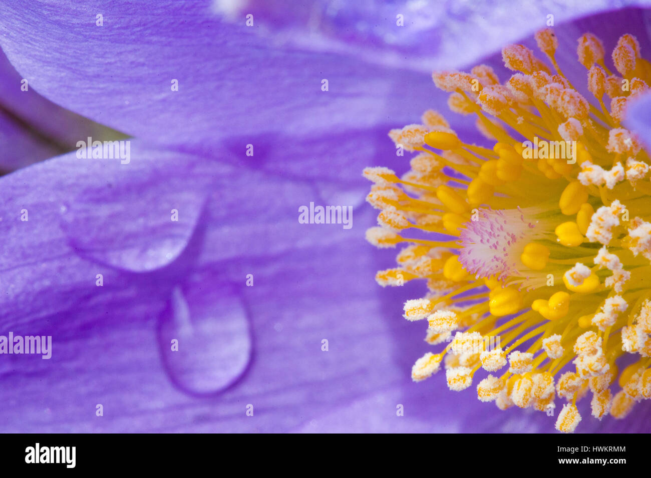 Macro of a Prairie Crocus (Anemone patens), also known as pasque flower, with water droplets on the petals Stock Photo