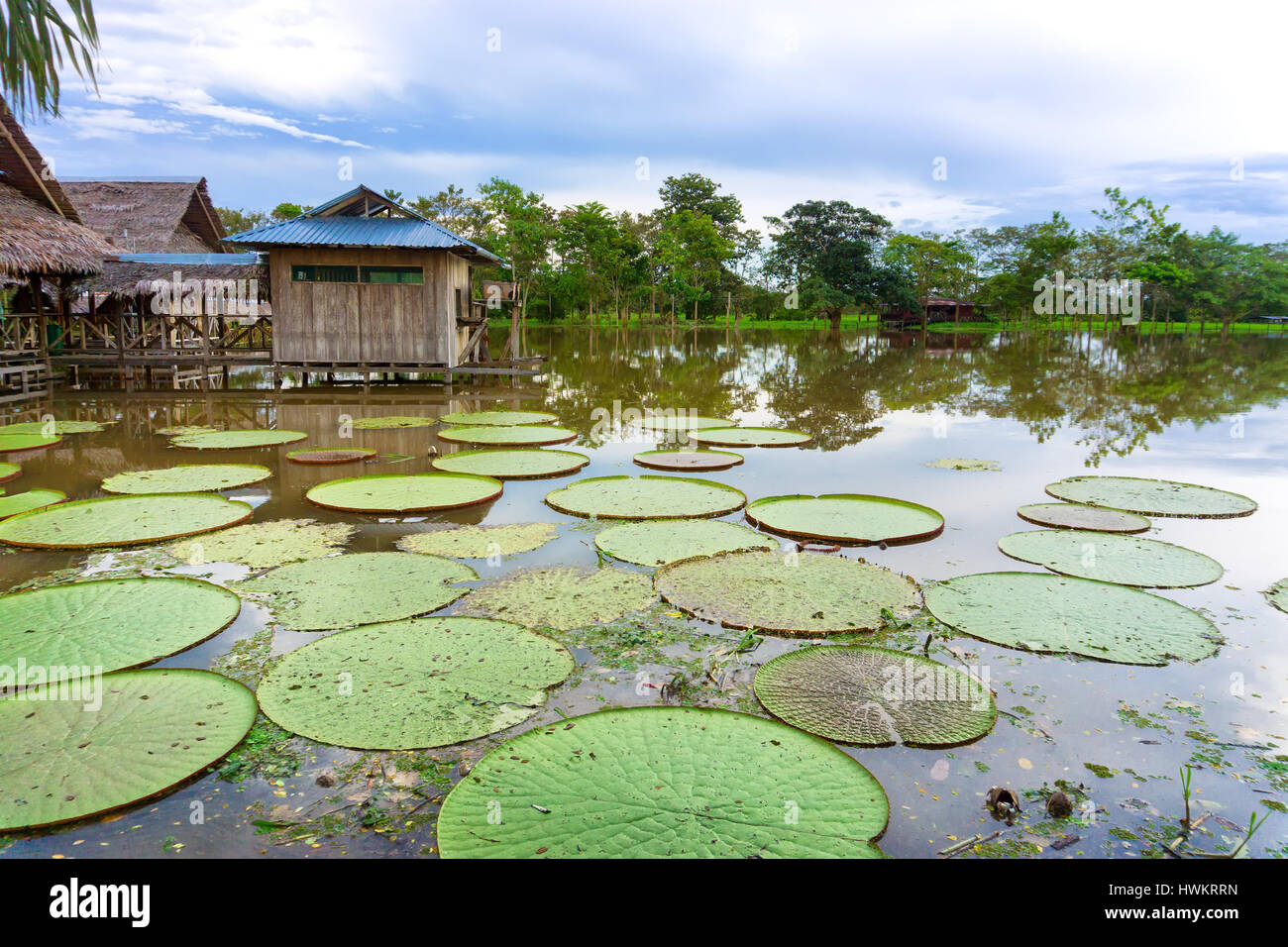 View of the Victoria Regia lily pad in the Amazon Rain Forest near