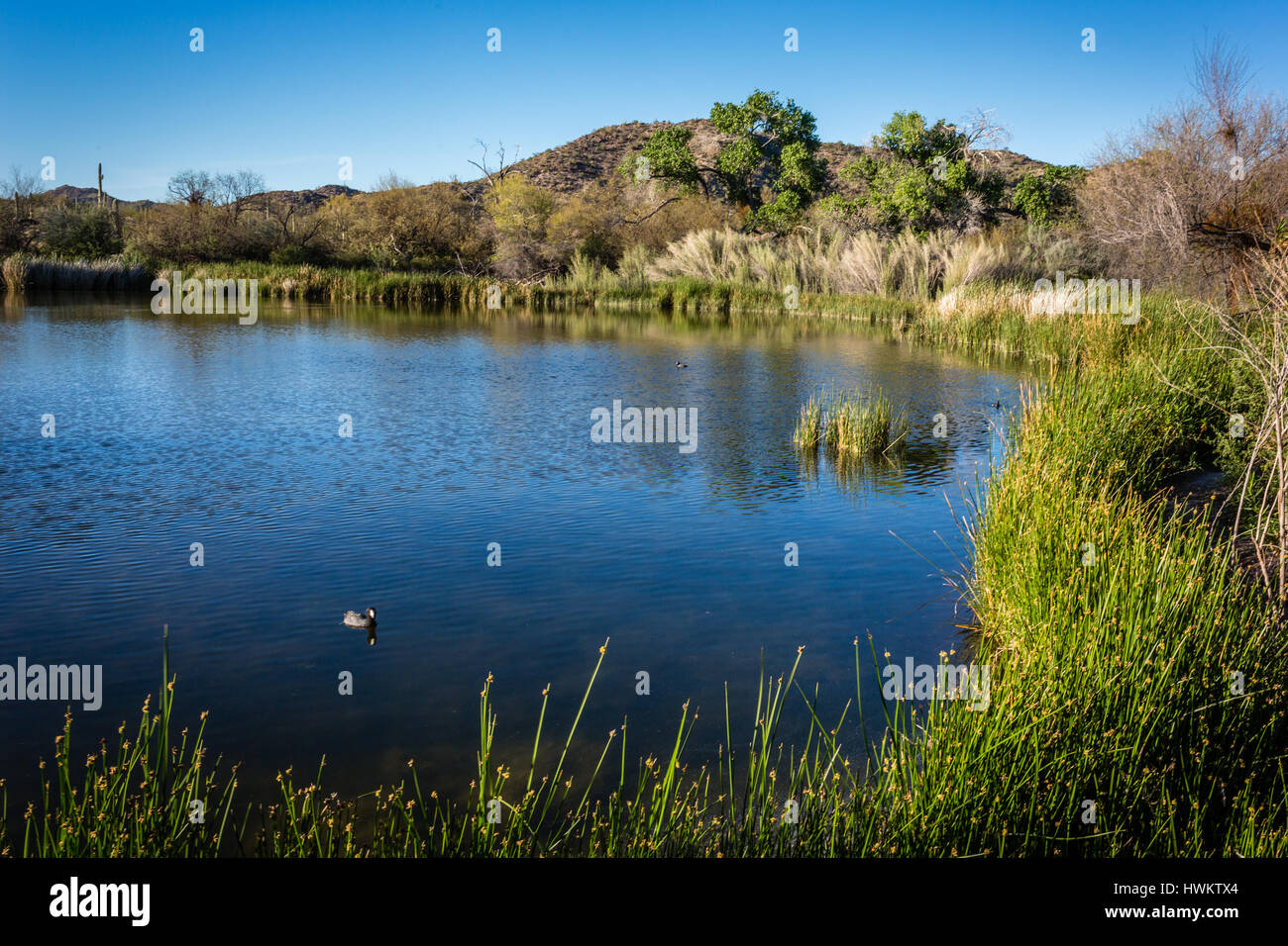 Riparian desert hi-res stock photography and images - Alamy