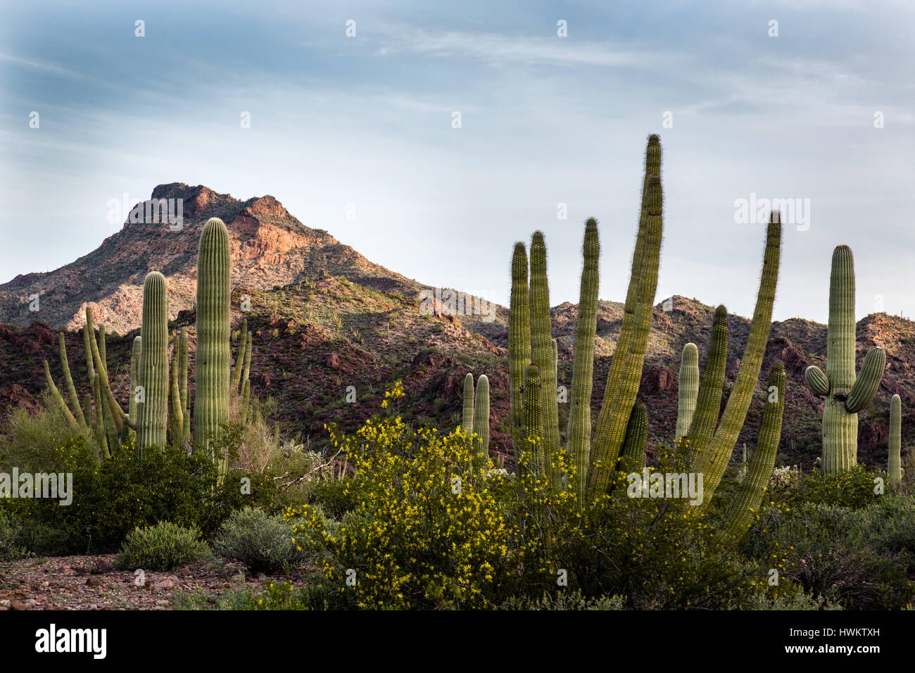 The morning dawns over the Sonoran Desert in Organ Pipe National Monument. Stock Photo