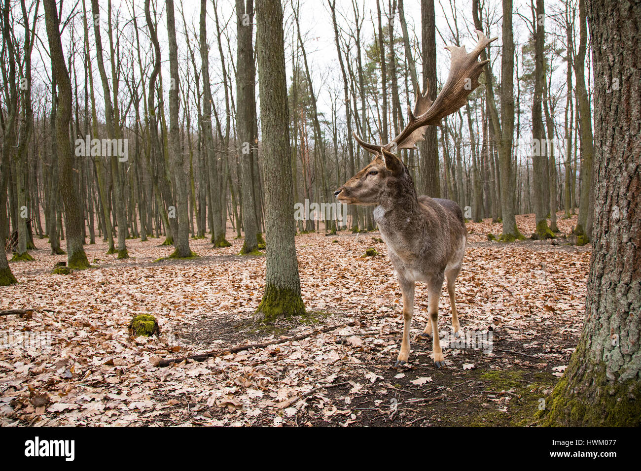 European Fallow Deer, Dama dama, Czech republic, Europe, by Monika Hrdinova/Dembinsky Photo Assoc Stock Photo